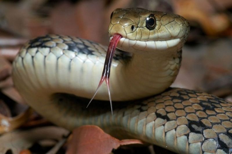 Nếu bạn mơ thấy rắn cắn mình, đây thường được coi là một giấc mơ xấu