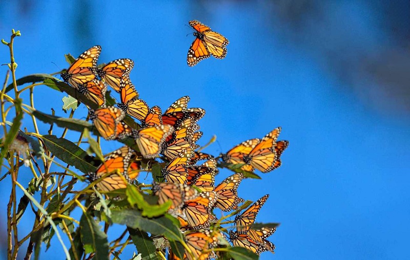 Nếu bạn mơ thấy một đàn bướm, điều này thường mang ý nghĩa về sự tự do