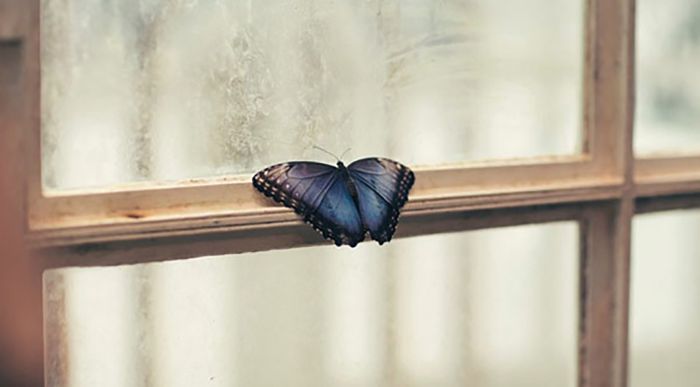 Giải mã bướm đen bay vào nhà đánh con gì và có ý nghĩa như thế nào?